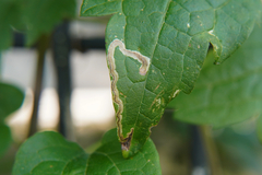 Agromyzidae