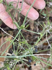 Galium bermudense