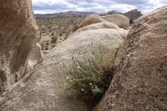 Heterotheca joshuana