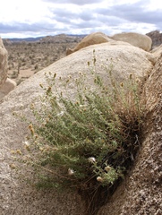 Heterotheca joshuana