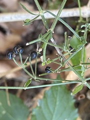 Galium bermudense