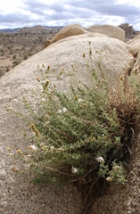 Heterotheca joshuana