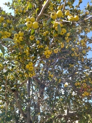 Crataegus mexicana
