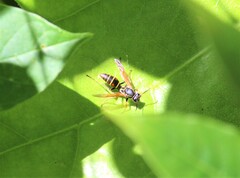 Polistes pacificus