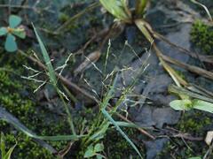 Eragrostis multicaulis