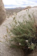 Heterotheca joshuana