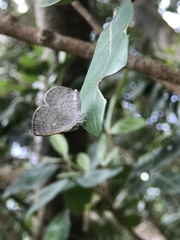 Spalgis epius dilama