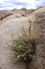 Heterotheca joshuana