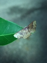 Metallaxis semipurpurascens