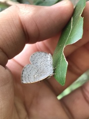 Spalgis epius dilama