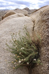 Heterotheca joshuana