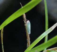 Xyphon reticulatum