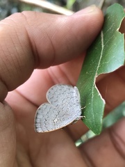 Spalgis epius dilama