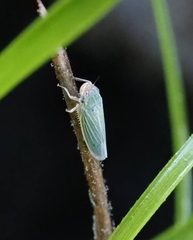 Xyphon reticulatum