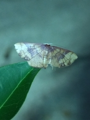 Metallaxis semipurpurascens