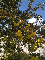 Crataegus mexicana