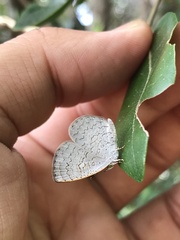 Spalgis epius dilama