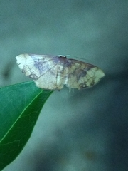 Metallaxis semipurpurascens