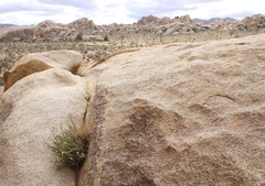 Heterotheca joshuana