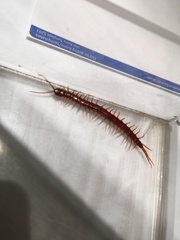 Scolopocryptops spinicaudus