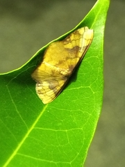 Metallaxis semipurpurascens