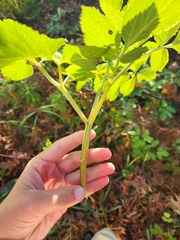 Angelica atropurpurea