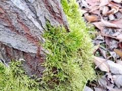 Brachythecium rutabulum