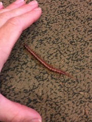 Scolopocryptops spinicaudus