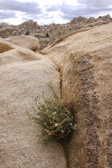 Heterotheca joshuana