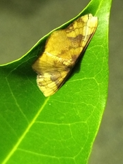 Metallaxis semipurpurascens