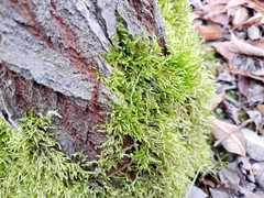 Brachythecium rutabulum