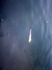 Oncorhynchus tshawytscha