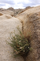 Heterotheca joshuana