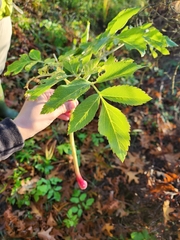 Angelica atropurpurea