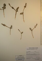 Botrychium spathulatum