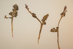 Botrychium spathulatum
