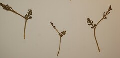 Botrychium spathulatum