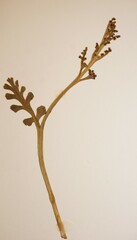 Botrychium spathulatum