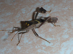 Leptoglossus zonatus