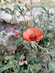 Sphaeralcea miniata