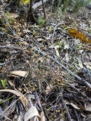 Lepidobolus drapetocoleus