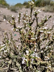 Junellia seriphioides