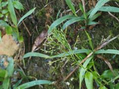 Ichnanthus pallens