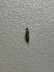 Tineinae
