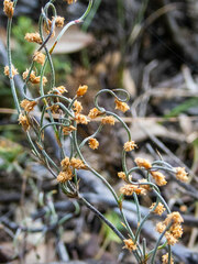 Lepidobolus drapetocoleus