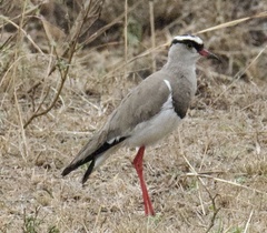 Vanellus coronatus