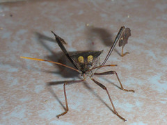 Leptoglossus zonatus