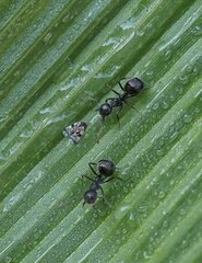 Dolichoderus thoracicus