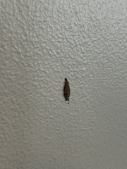 Tineinae