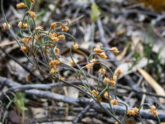 Lepidobolus drapetocoleus